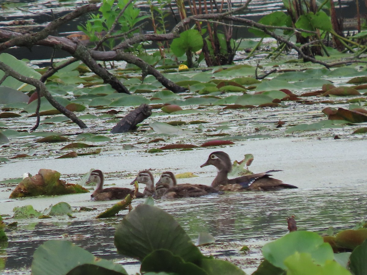 Wood Duck - ML620114564