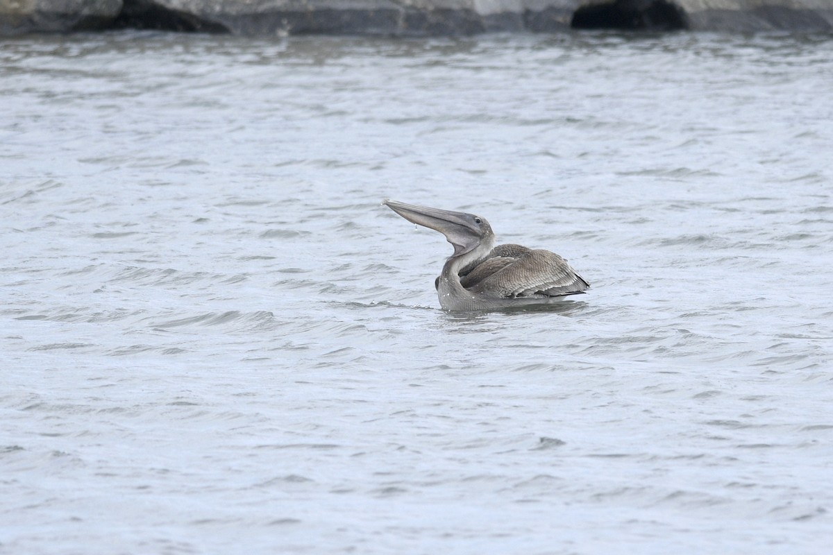 pelikán hnědý (ssp. carolinensis) - ML620114574