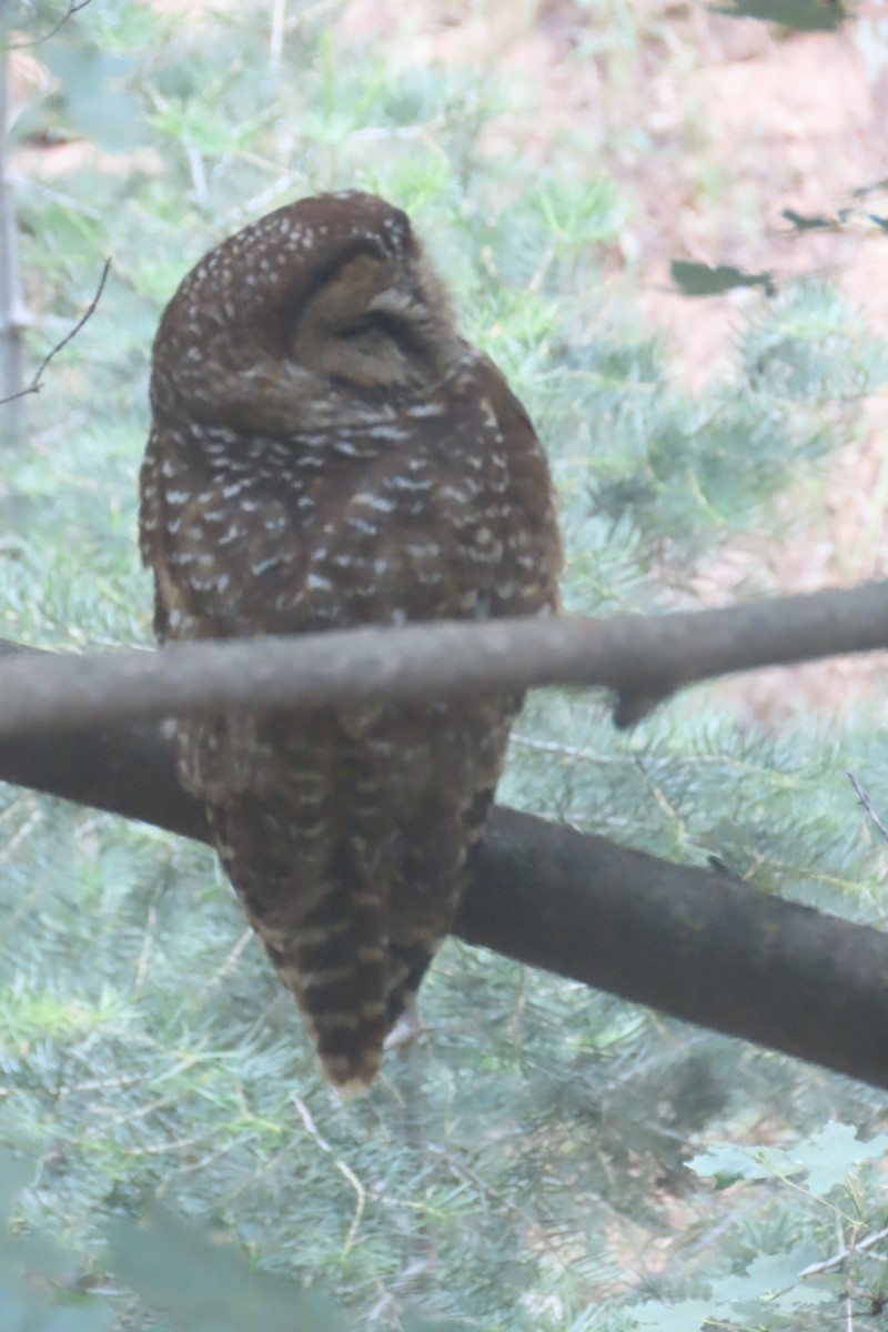 Spotted Owl - ML620114579