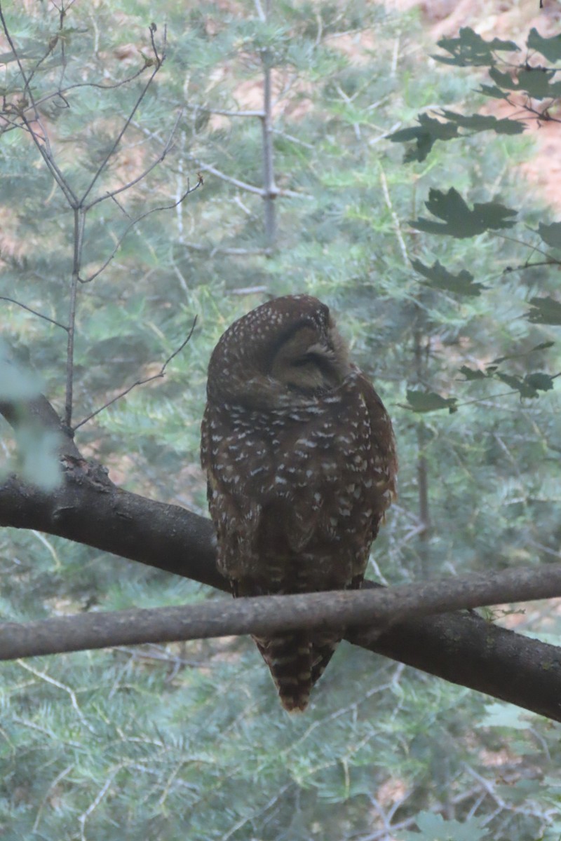 Spotted Owl - ML620114580