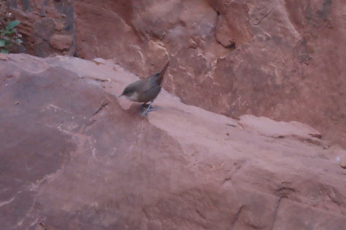 Kanyon Çıtkuşu - ML620114591
