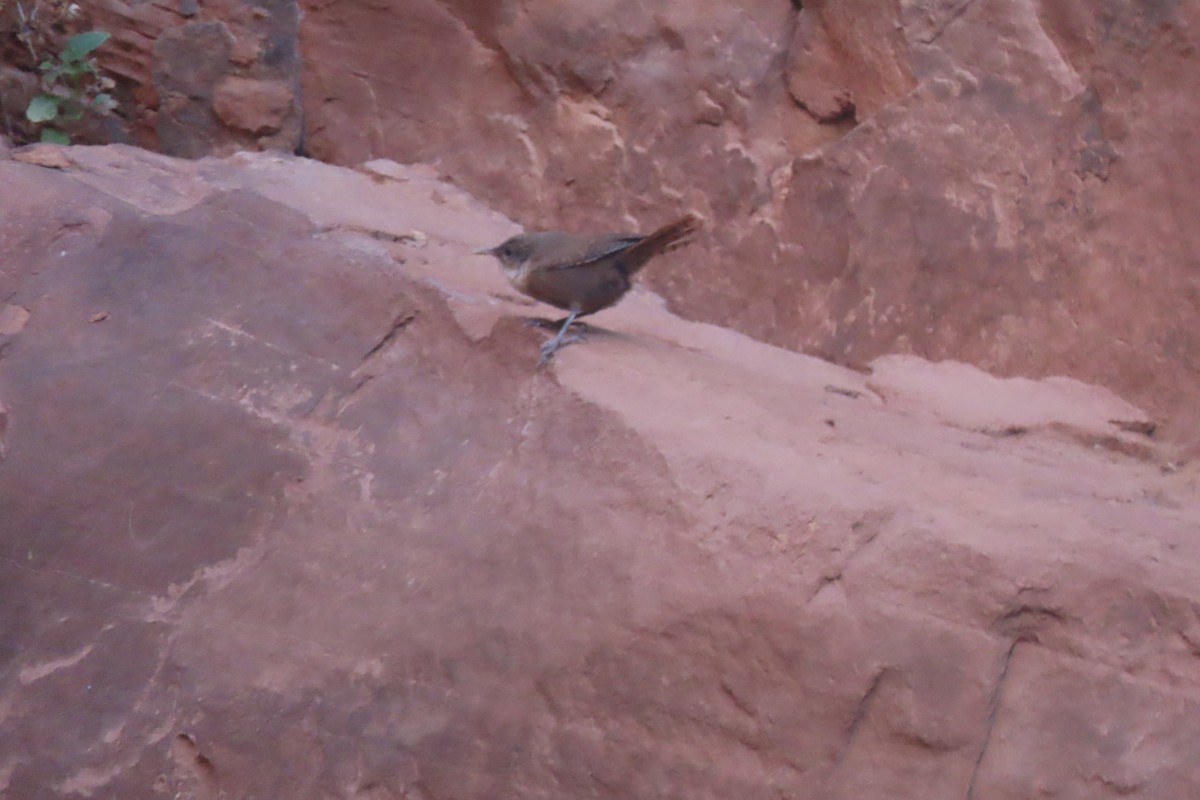 Kanyon Çıtkuşu - ML620114592
