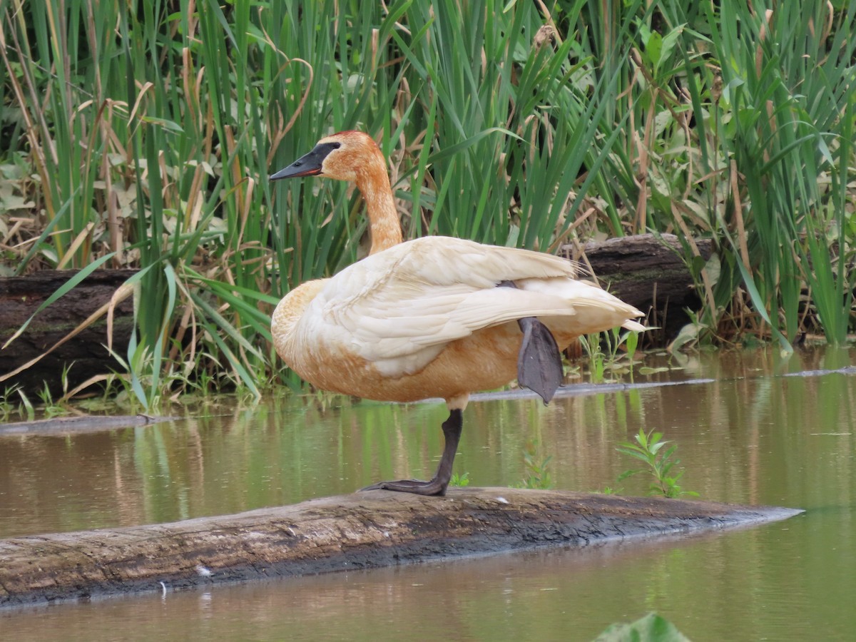 Trumpeter Swan - ML620114595