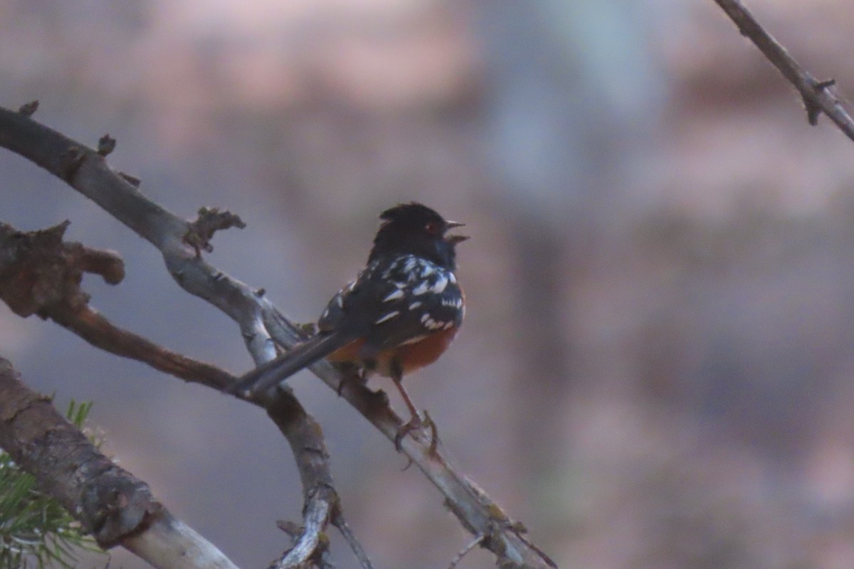 Spotted Towhee - ML620114597