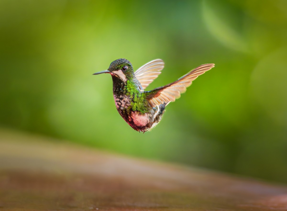 kolibřík trnoocasý - ML620114598
