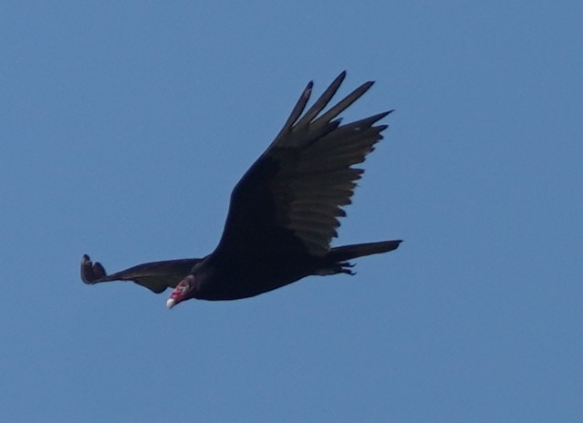 Turkey Vulture - ML620114602