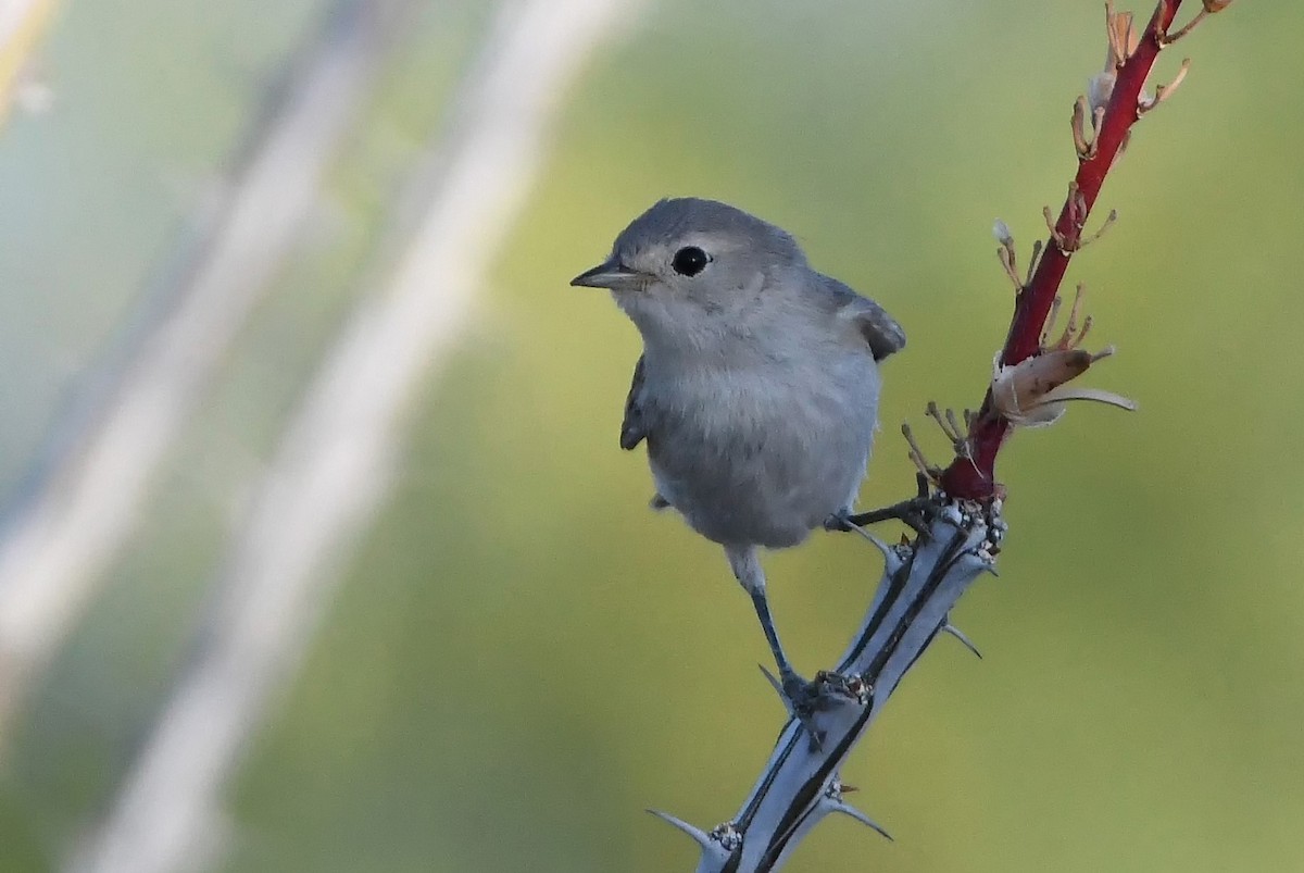 Lucy's Warbler - ML620114609