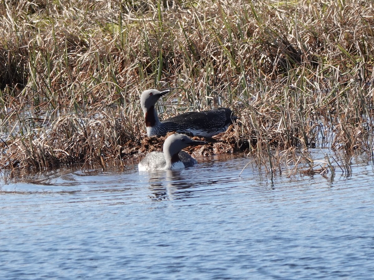 Red-throated Loon - ML620114611