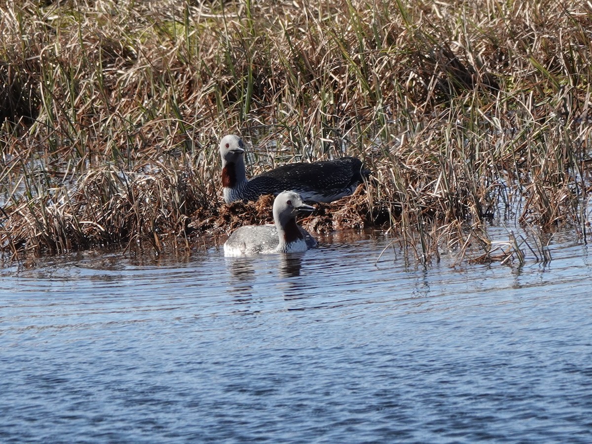 Red-throated Loon - ML620114612