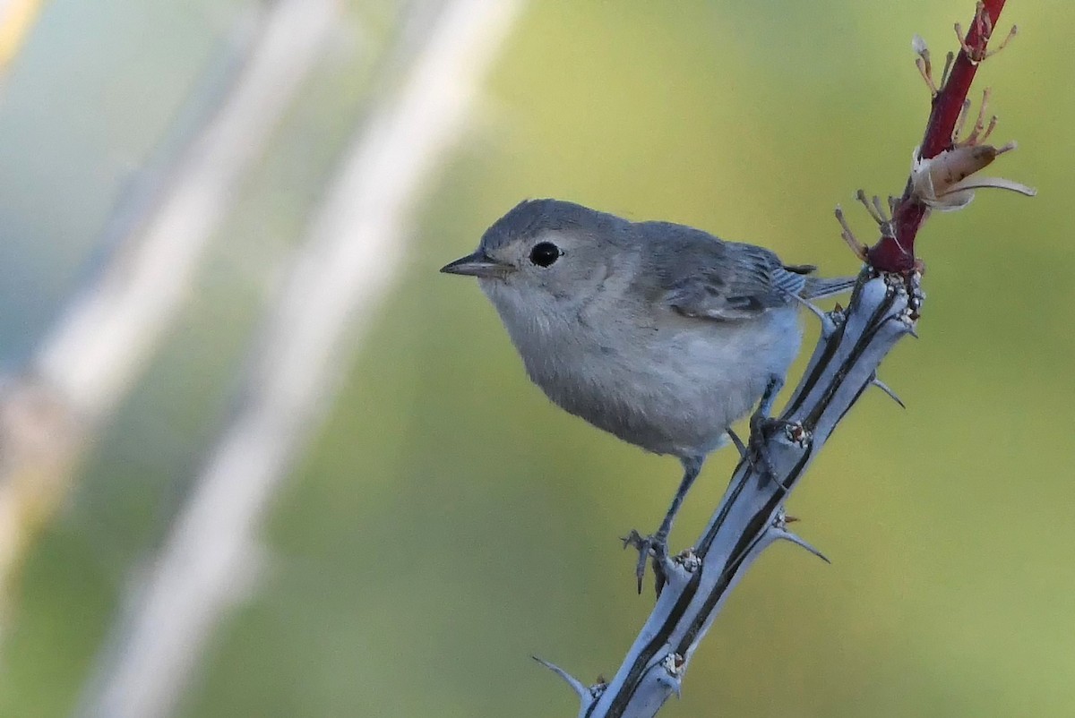 Lucy's Warbler - ML620114614