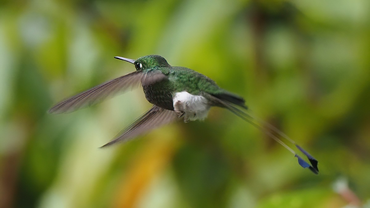 White-booted Racket-tail - ML620114616