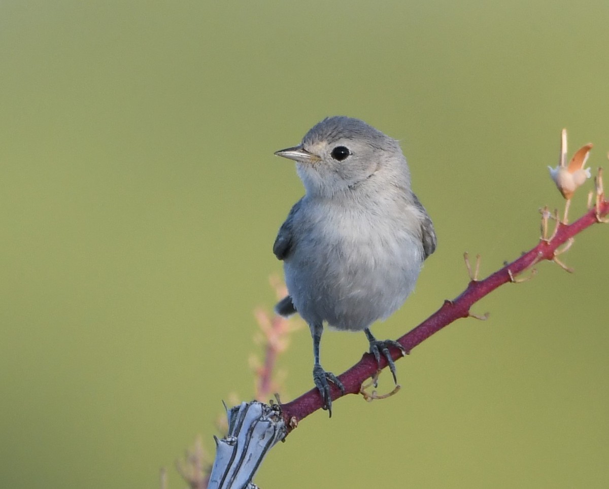 Lucy's Warbler - ML620114618
