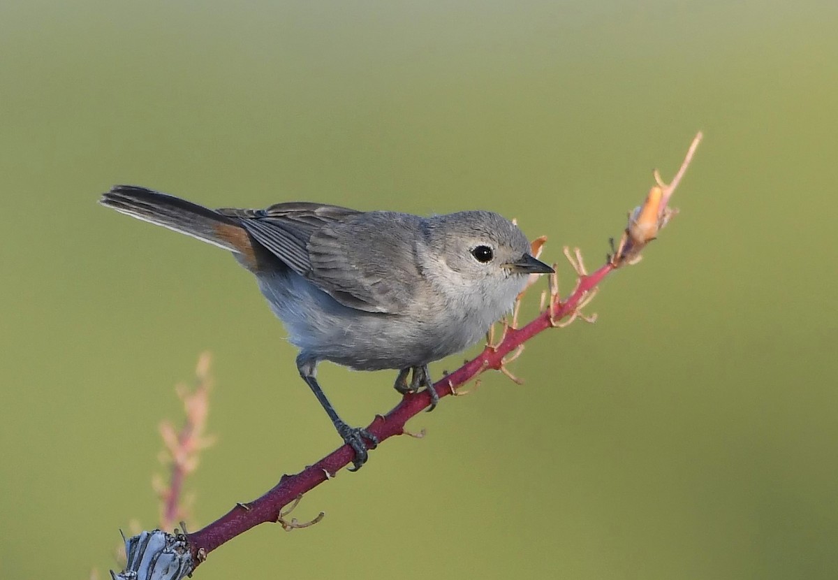 Lucy's Warbler - ML620114621