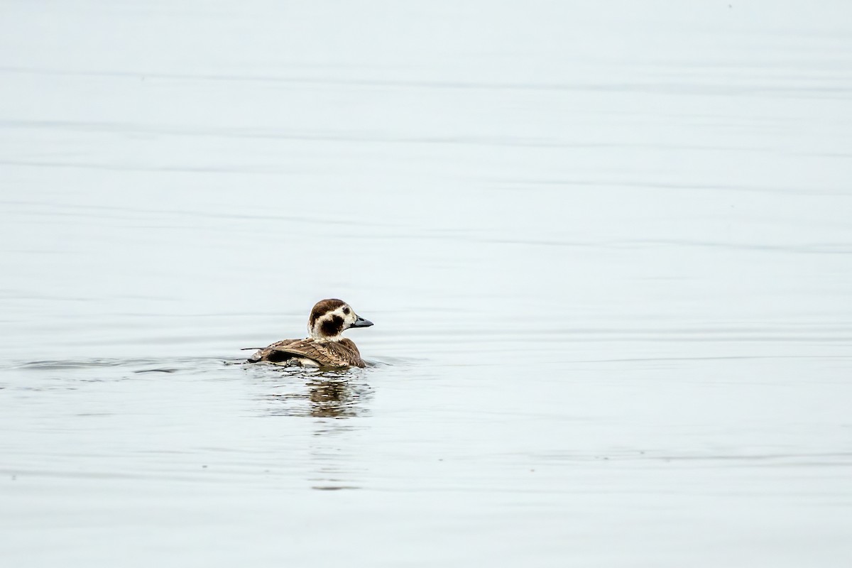 Long-tailed Duck - ML620114622
