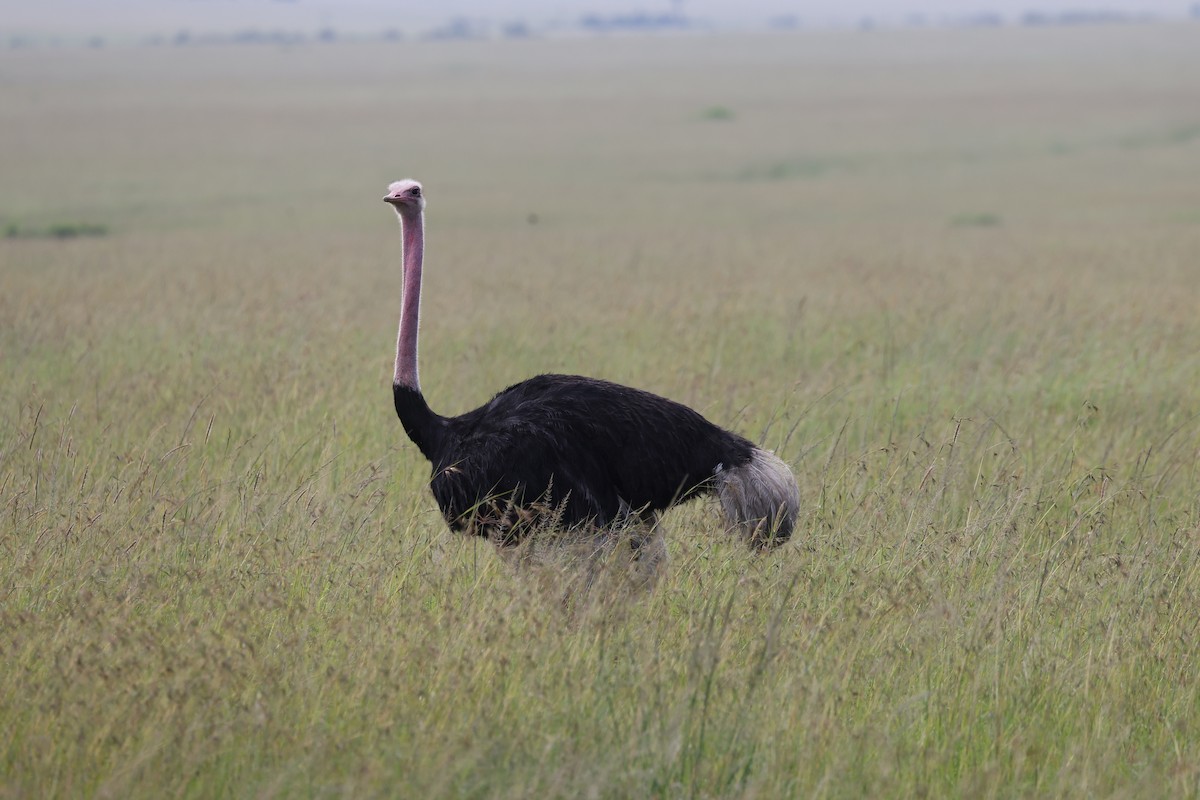 Африканский страус - ML620114626
