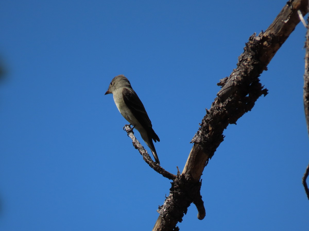 Ash-throated Flycatcher - Laura Hasty