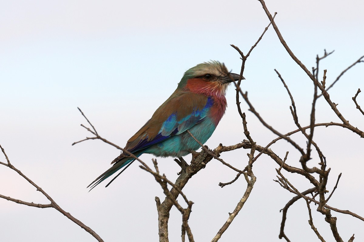 Lilac-breasted Roller - ML620114637