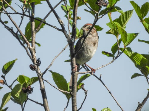 Swamp Sparrow - ML620114652