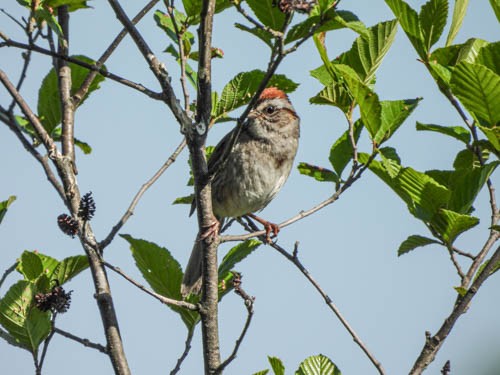 Swamp Sparrow - ML620114653