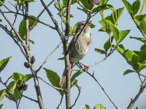 Swamp Sparrow - ML620114654