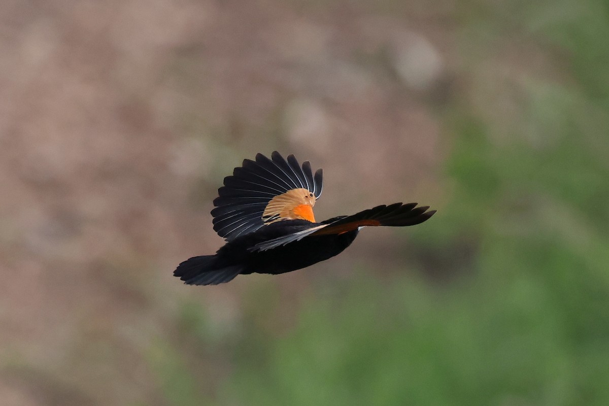 Fan-tailed Widowbird - ML620114658