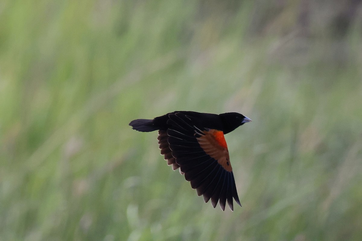 Fan-tailed Widowbird - ML620114659