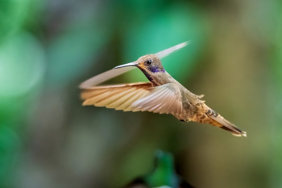 kolibřík fialovouchý - ML620114665