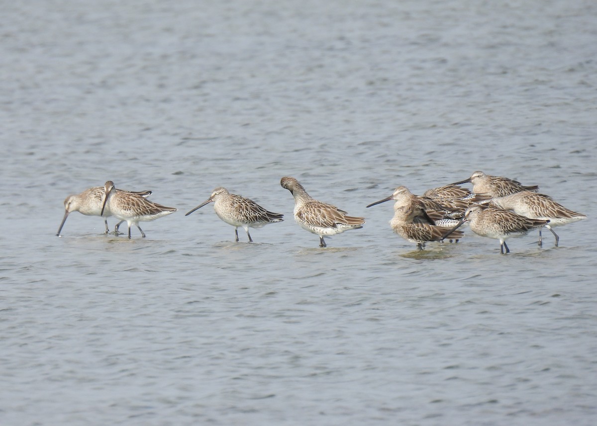 Asian Dowitcher - ML620114682