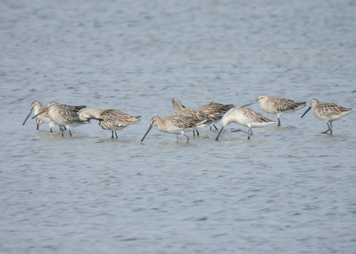 Asian Dowitcher - ML620114683