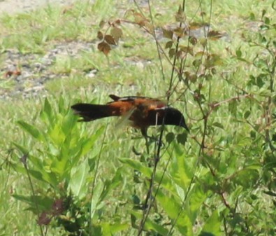Orchard Oriole - ML620114686