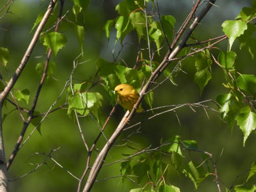 Yellow Warbler - ML620114689