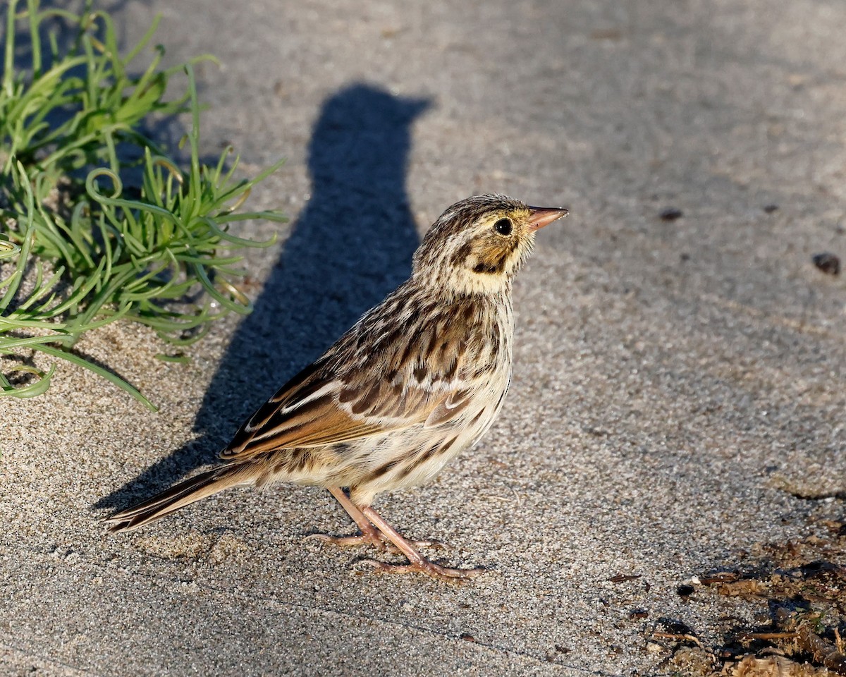 Savannah Sparrow - ML620114711