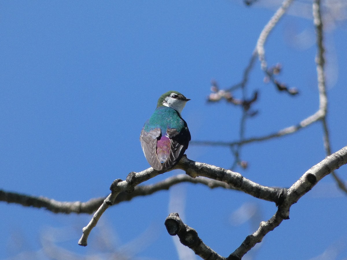 Violet-green Swallow - ML620114727