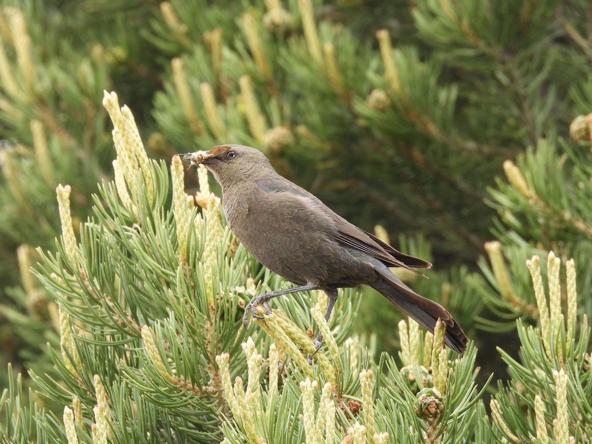 Brewer's Blackbird - ML620114729