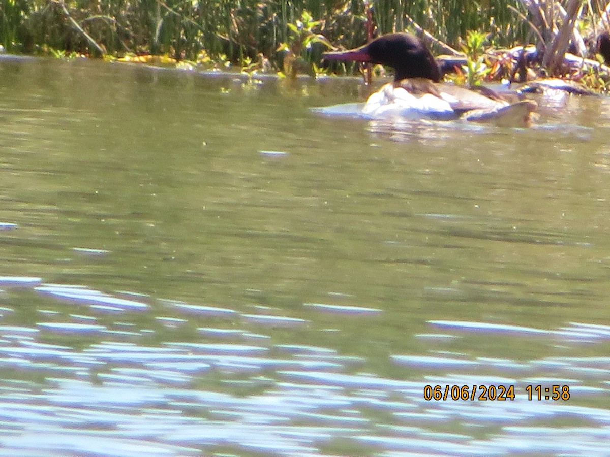 Common Merganser - ML620114735