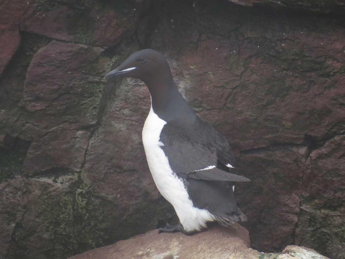 Thick-billed Murre - ML620114742