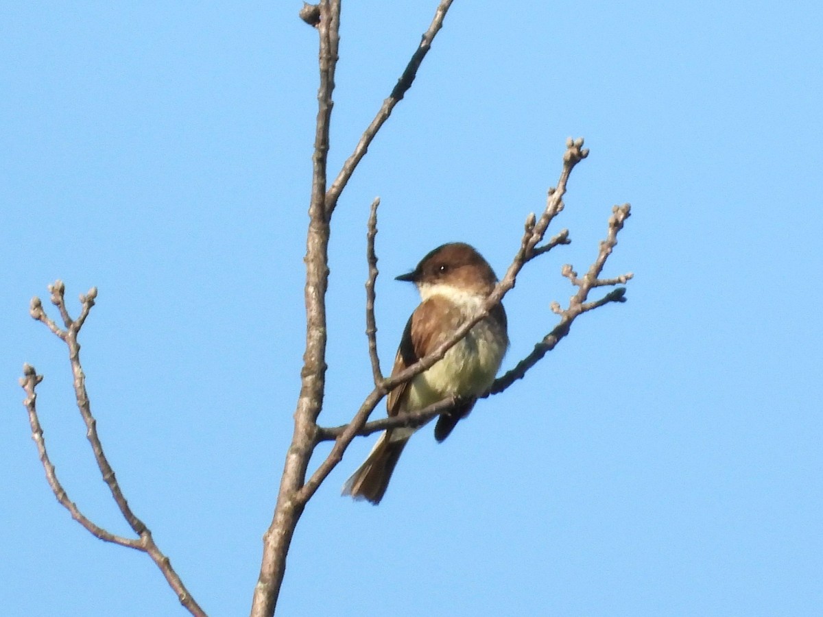 Eastern Phoebe - ML620114743