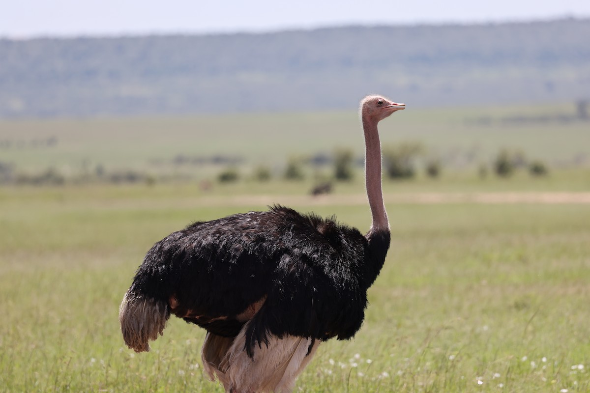 Африканский страус - ML620114756