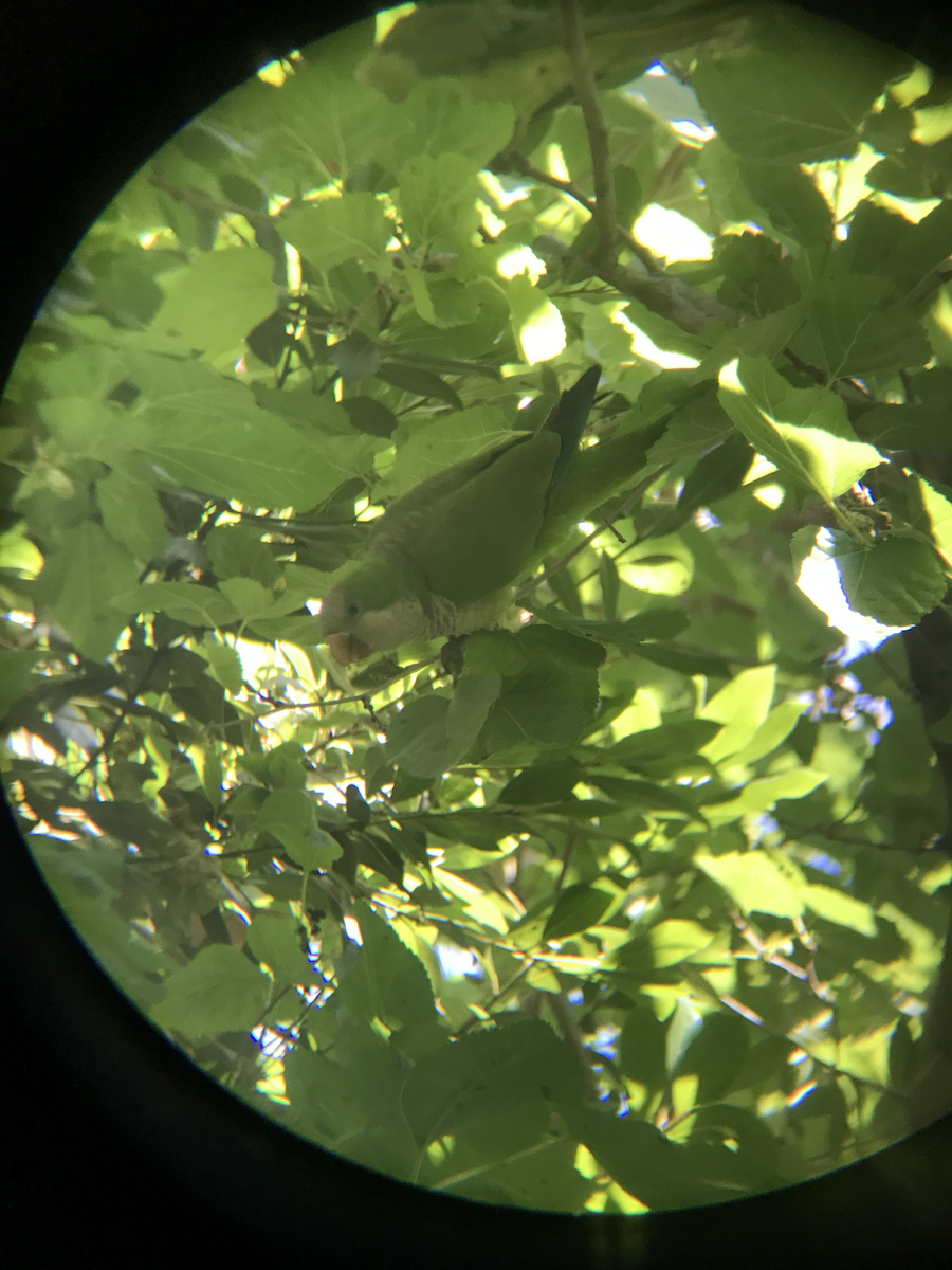 Monk Parakeet - ML620114764