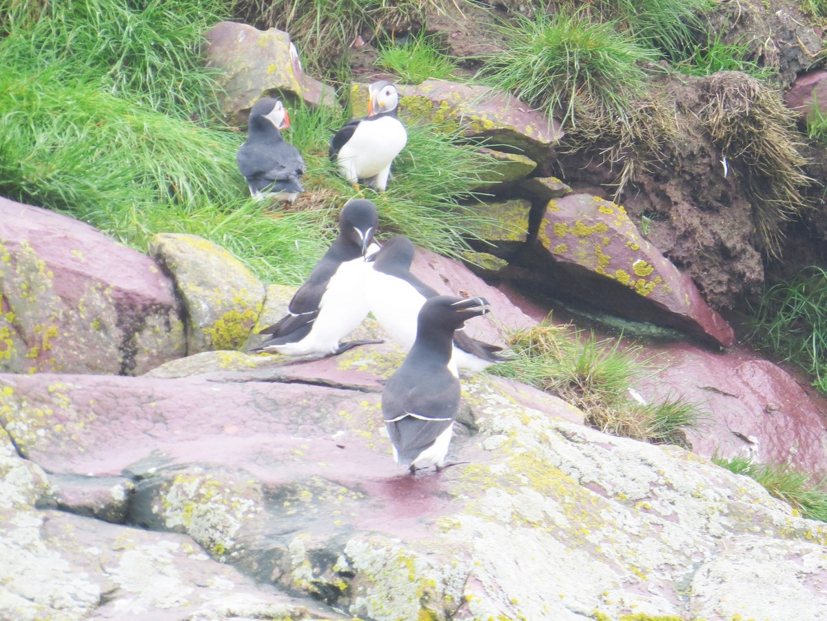 Razorbill - ML620114765