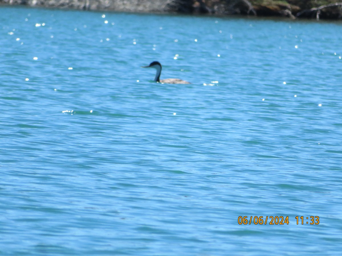 Western Grebe - ML620114768