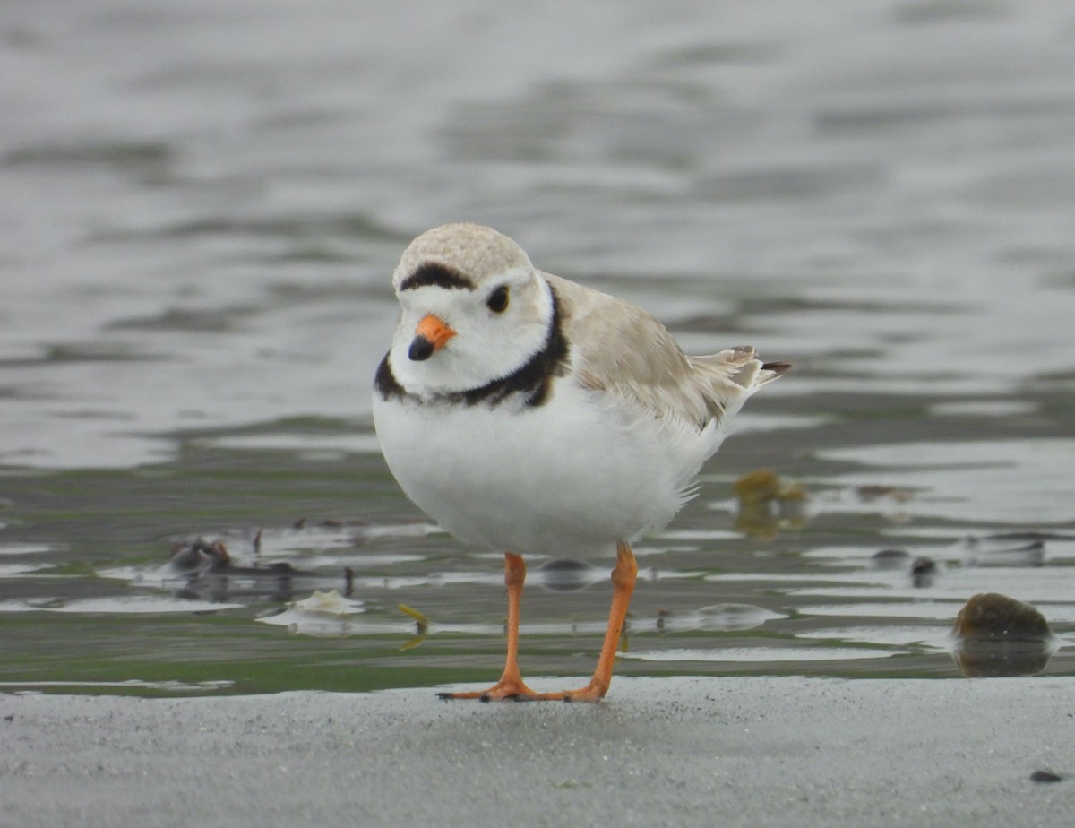 Piping Plover - ML620114769