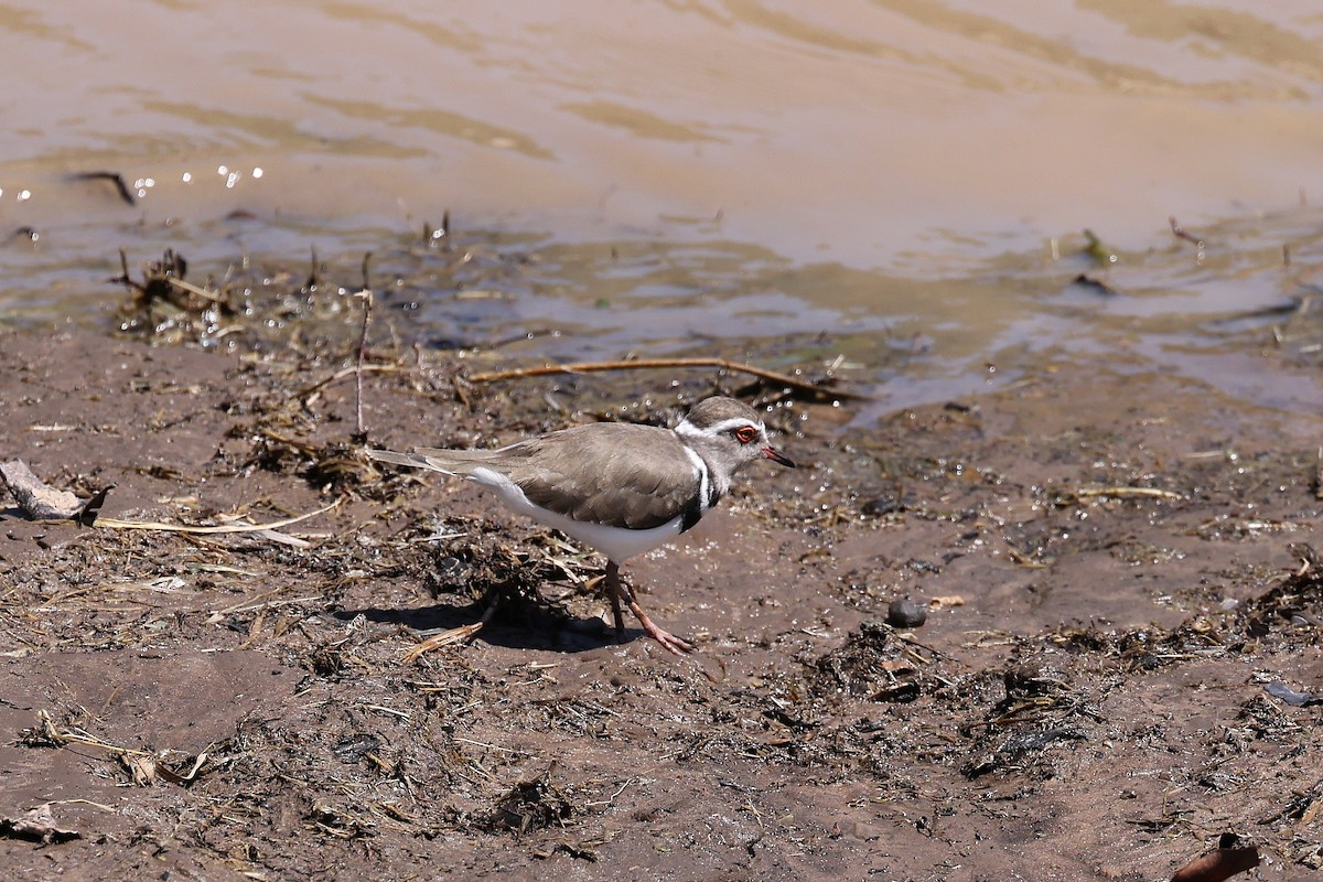 Three-banded Plover - ML620114770