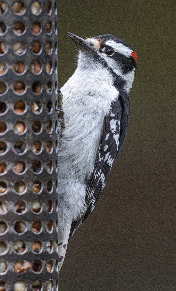 Downy Woodpecker - ML620114772