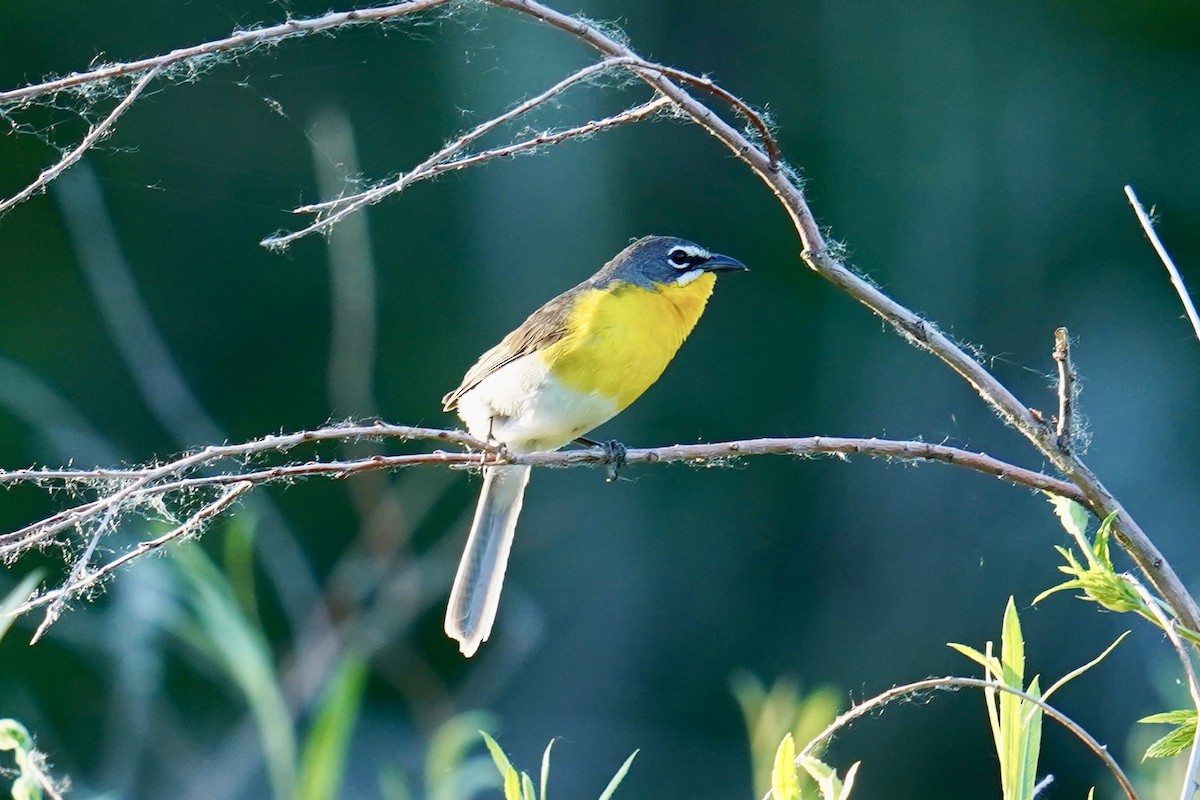 Yellow-breasted Chat - ML620114775