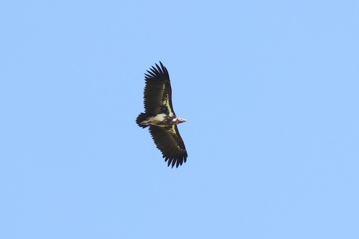Lappet-faced Vulture - ML620114776