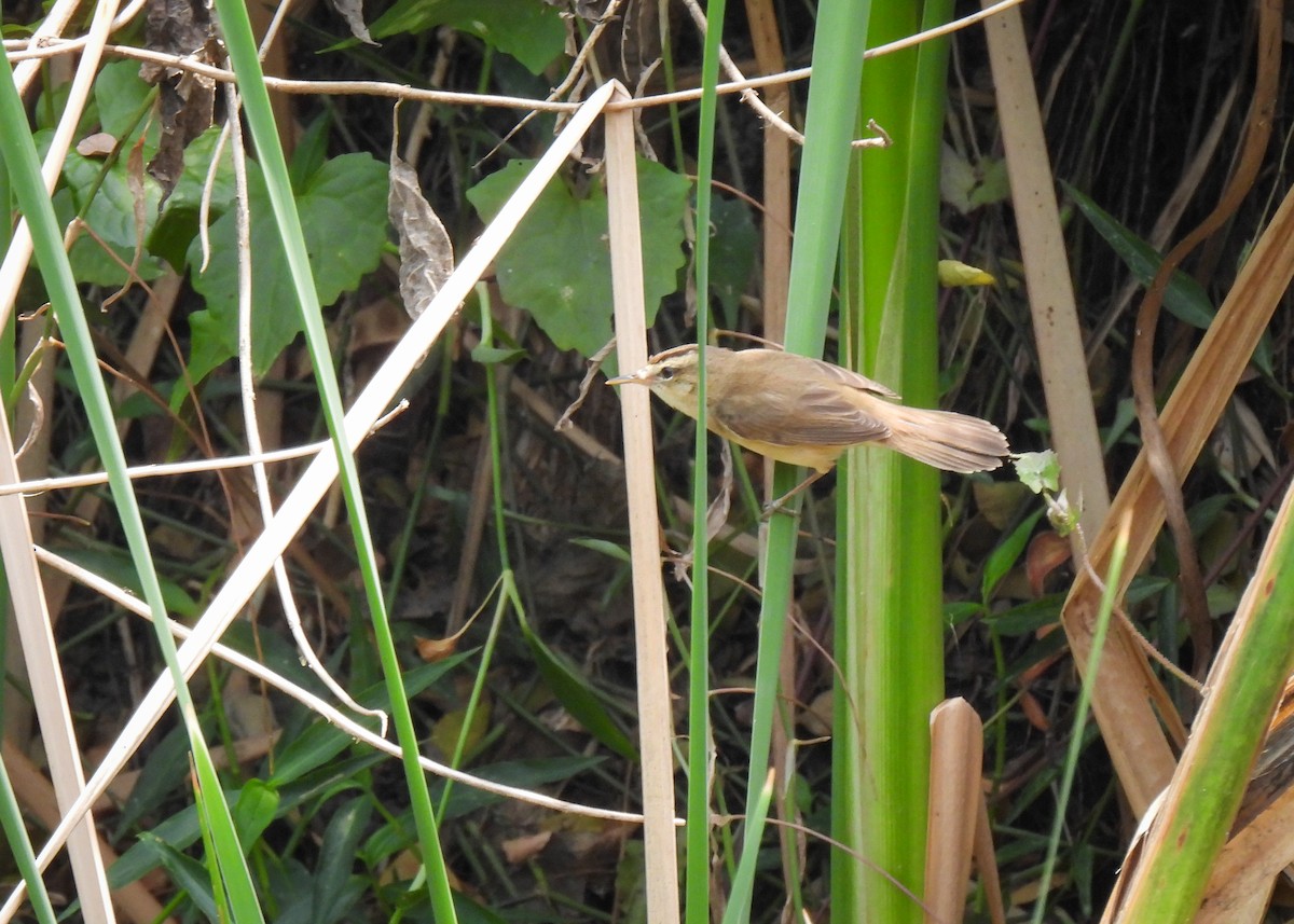 Black-browed Reed Warbler - ML620114777