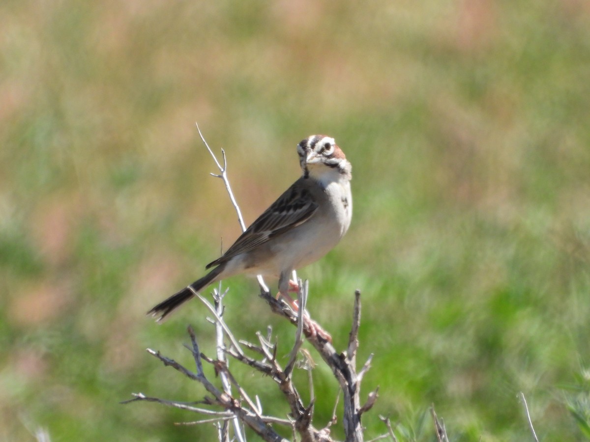 Lark Sparrow - ML620114779