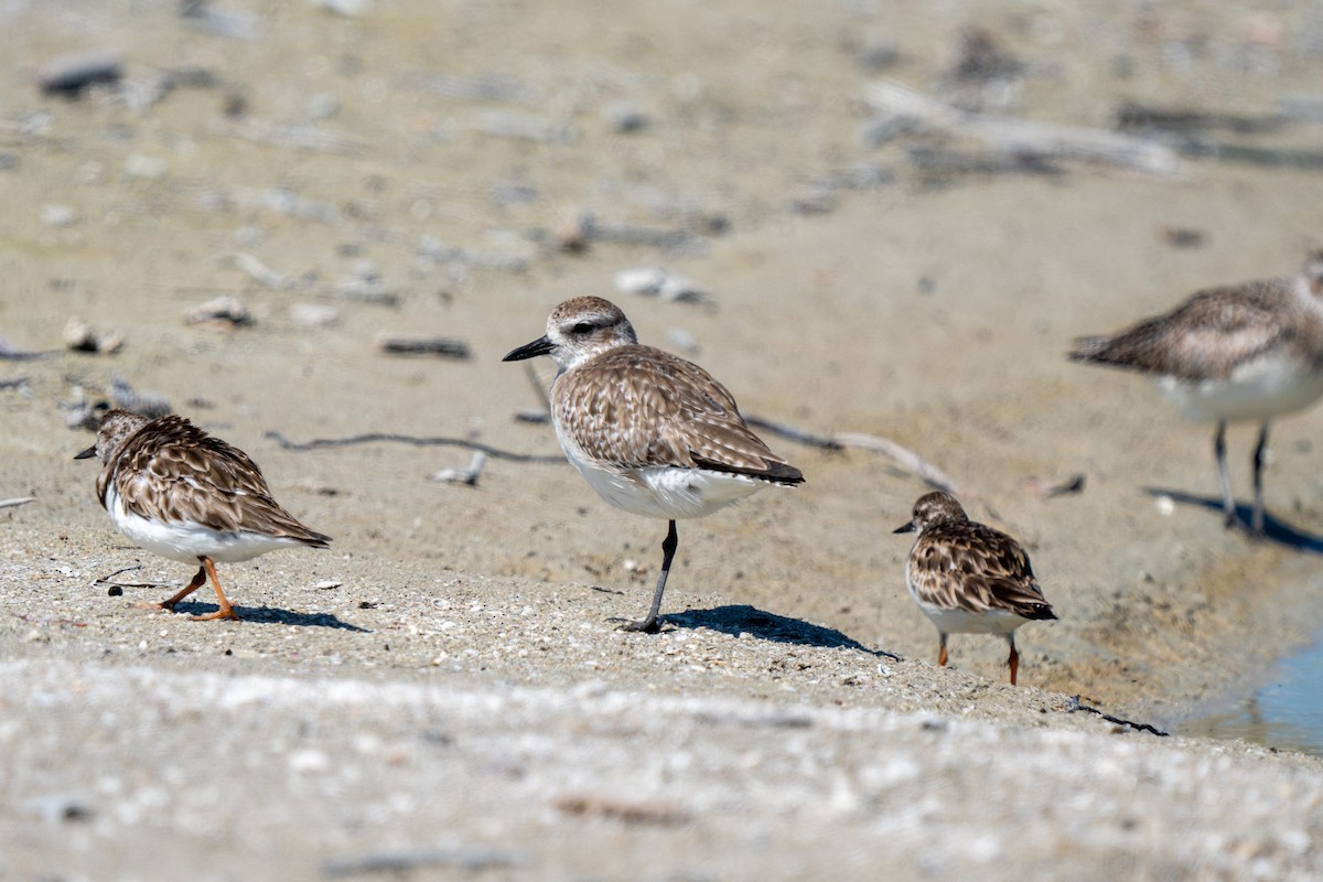 Black-bellied Plover - ML620114784