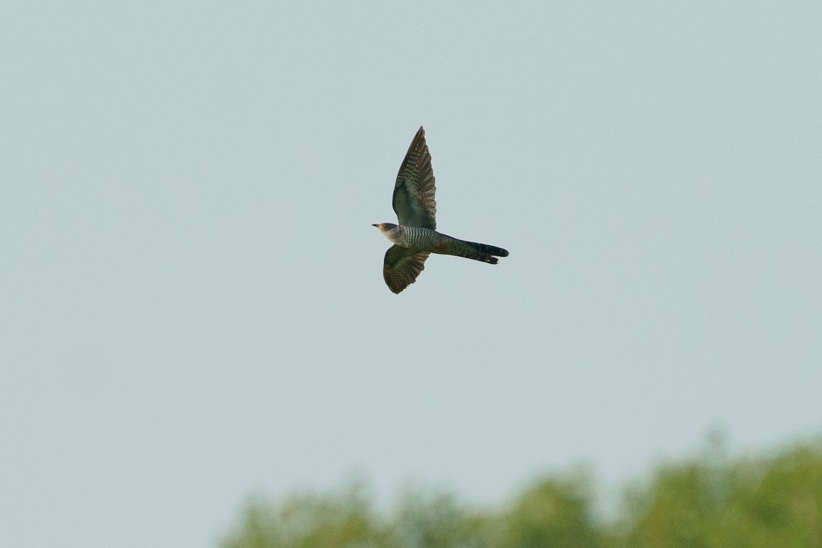 Common Cuckoo - ML620114794
